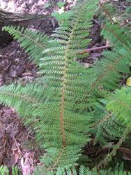 Polystichum setiferum. Mature plant growing from an erect rhizome.
 Image: L.R. Perrie © Leon Perrie CC BY-NC 3.0 NZ